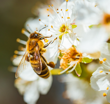 Biodiveristé insectes