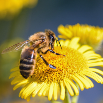 Abeille fleurs 