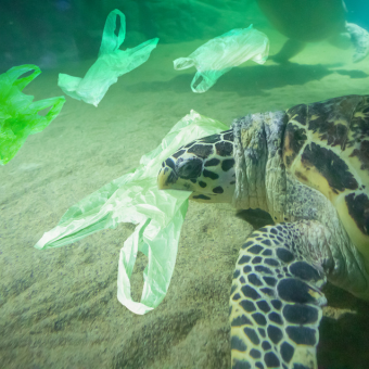 pollution environnement tortue